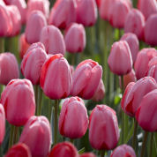 tulipe darwin -pink impression